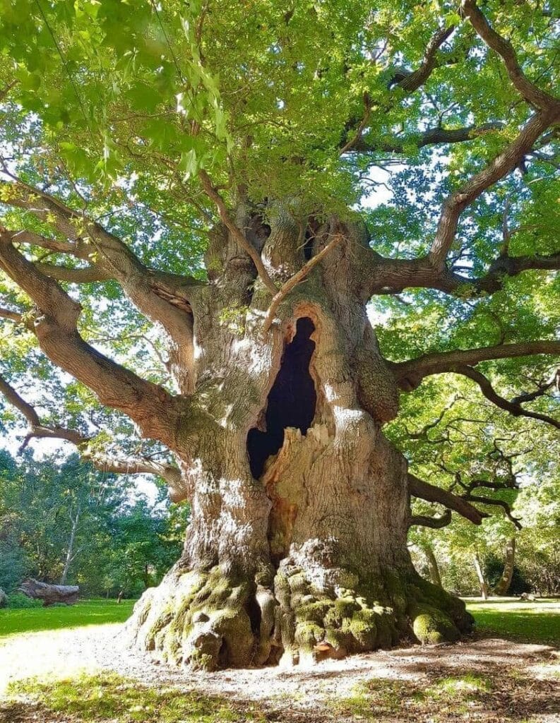 Our Sacred Planet Mother Earth in all of it’s Amazing Beauty and the Quote of the Day 260