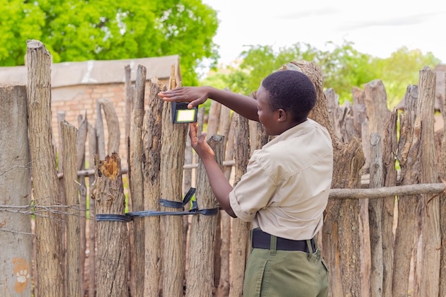 A community guardian installing a lion light monitoring unit. Credit: Moreangels Mbizah