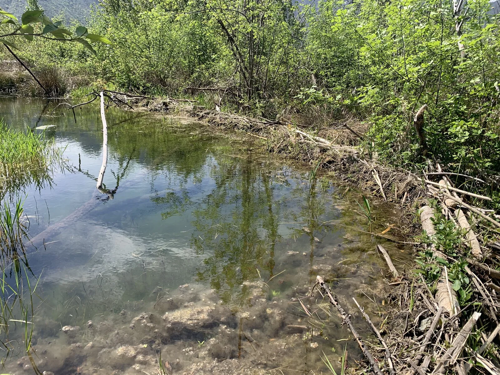 A beaver dam in Blue River, Oregon.