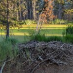 Beaver-lodge-in-Sunriver-Oregon-djhumboldt-iNaturalist
