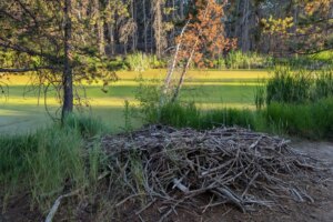 Beavers Are Having a Moment