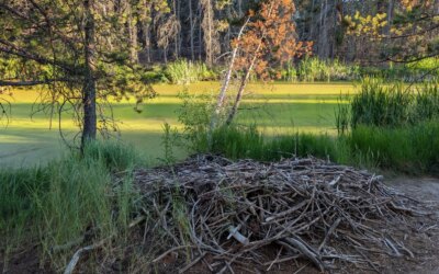 Beavers Are Having a Moment