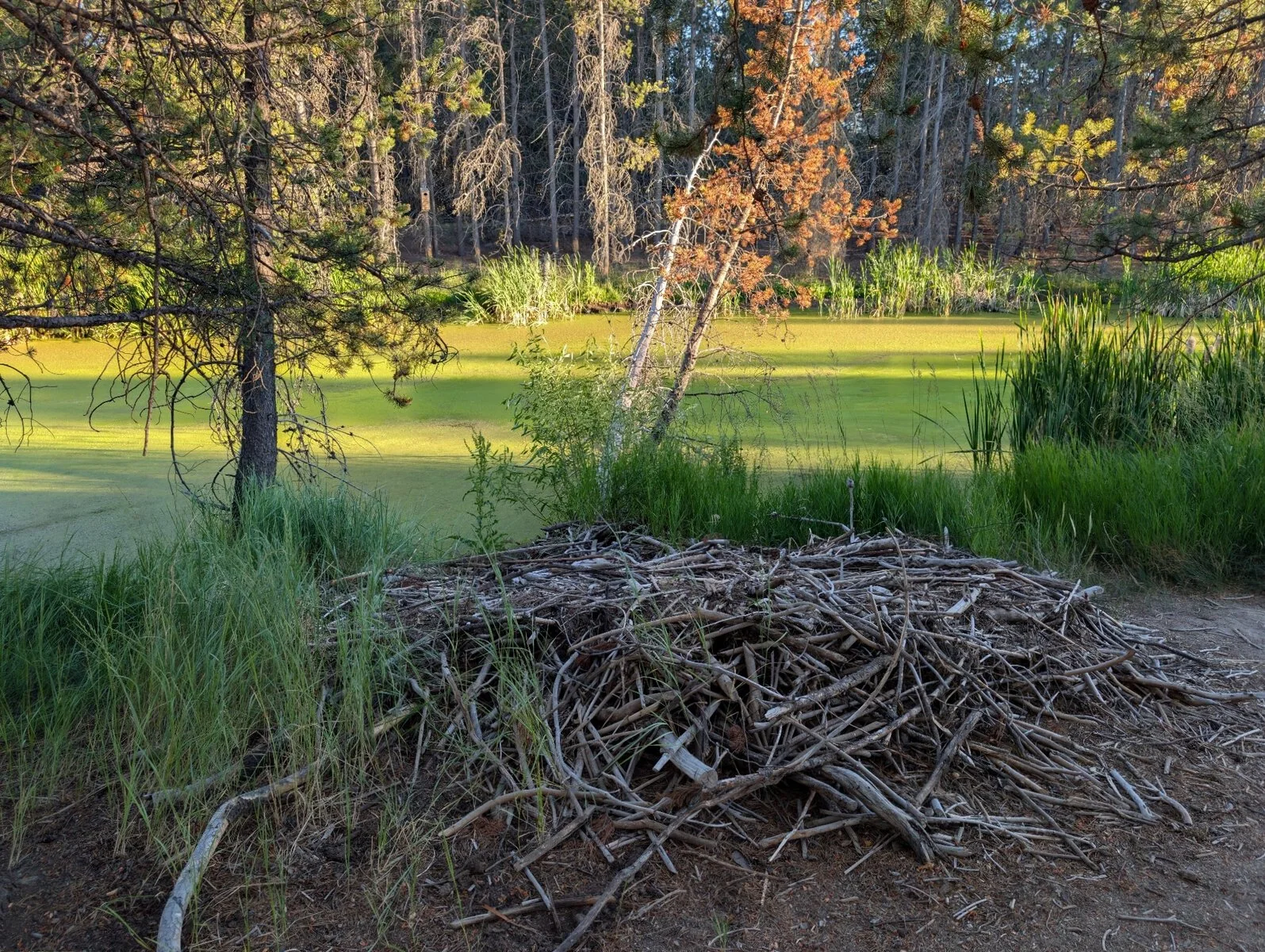 Beavers Are Having a Moment
