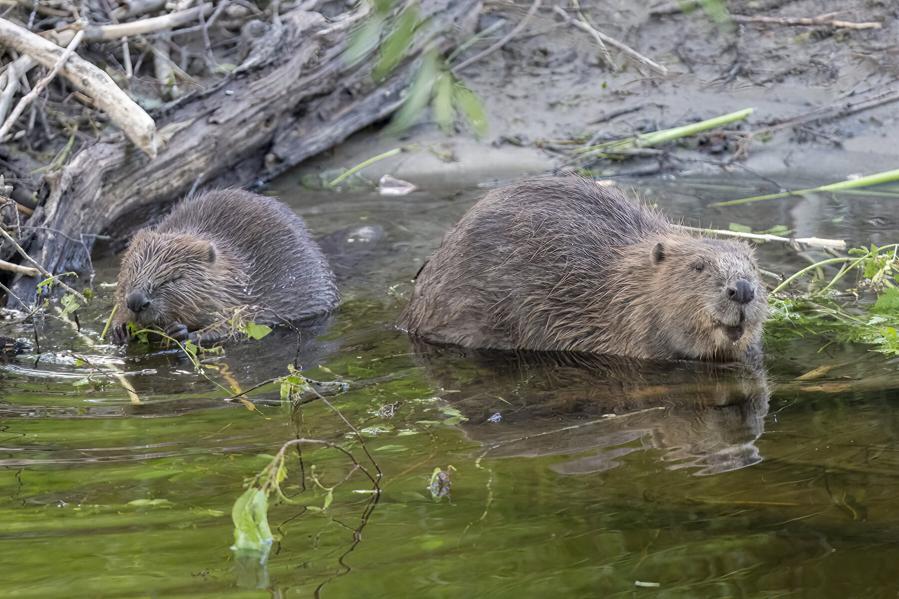 Beavers eating bracken in water.