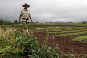 FAO and the Global South: Advancing Agrifood Transformation through South-South and Triangular Cooperation