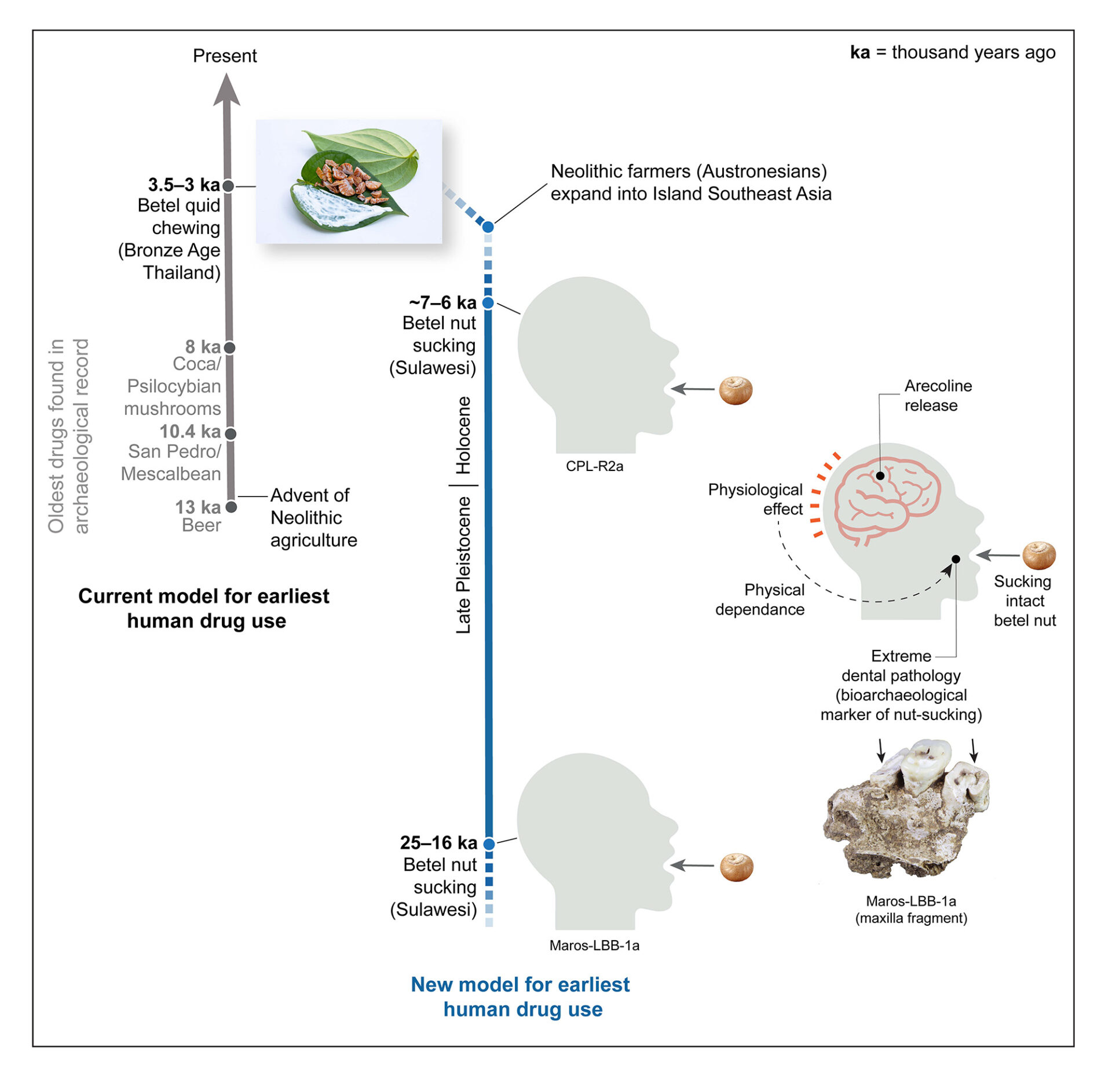 World’s oldest evidence of habitual drug use traced back 25,000 years to Indonesia