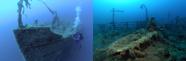 Sunken WWII hospital ship colonized by devil firefish and rare monk seals