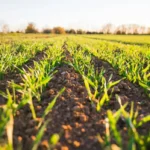 Protein Industries Canada invests more than  million into AI for AgTech