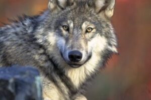 Wolves and Wild Places: Two Federal Actions Test U.S. Conservation Policy