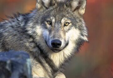 Wolves and Wild Places: Two Federal Actions Test U.S. Conservation Policy