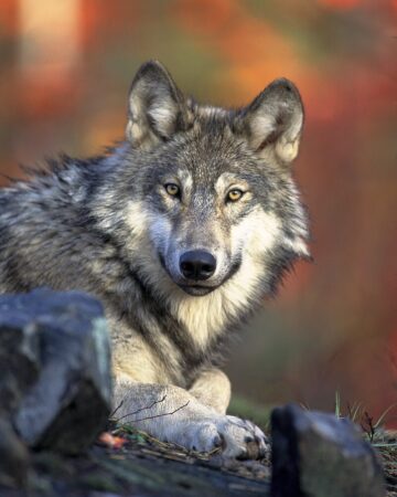 Wolves and Wild Places: Two Federal Actions Test U.S. Conservation Policy