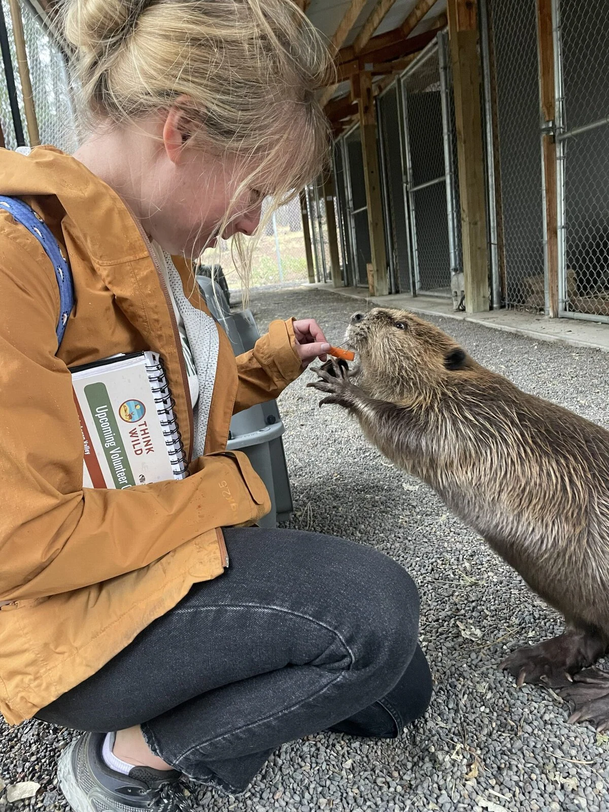 A woman feeds a carrot to a beaver.