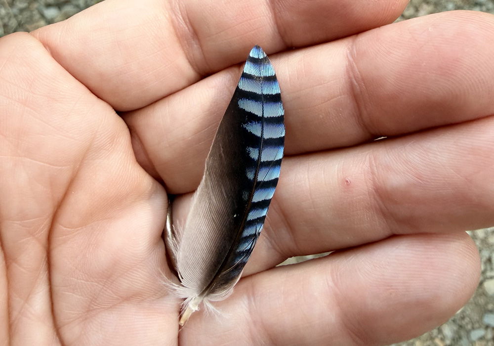 awaken-blue feather