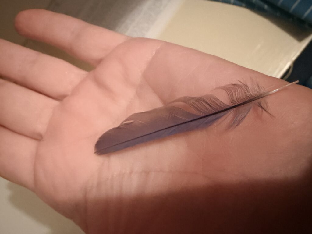 grey, ordinary feather-awaken
