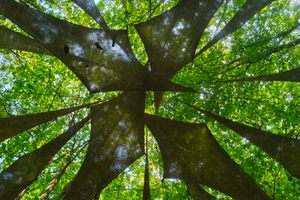 Waldkunstpfad in Darmstadt, Germany