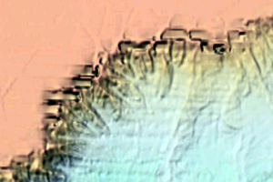 Ancient Alien Base In Black Sea Found! Its name is Eden! Yes you heard me right, UFO Sighting News, Sept 8, 2026