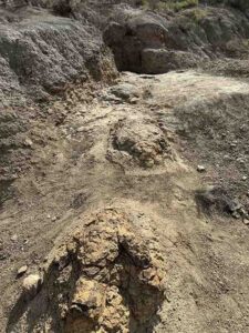 66-Million-Year-Old Footprint Discovery Reveals Something About Tyrannosaurus That Researchers “Never Imagined”