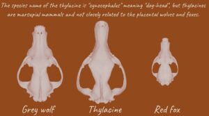 New Analysis of “Tasmanian Tiger” Skulls Overturns Assumptions About What Led to the Species’ Extinction
