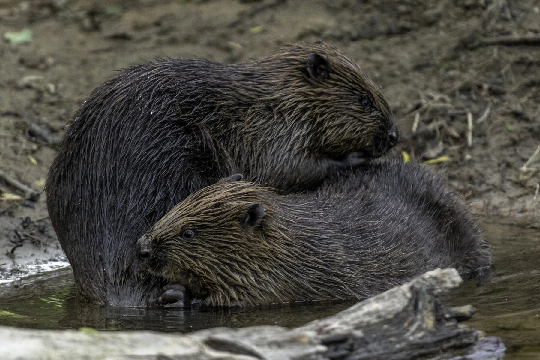 Two members of a beaver family grooming one another.