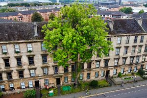 Argyle Street Ash Tree in Finnieston, Scotland