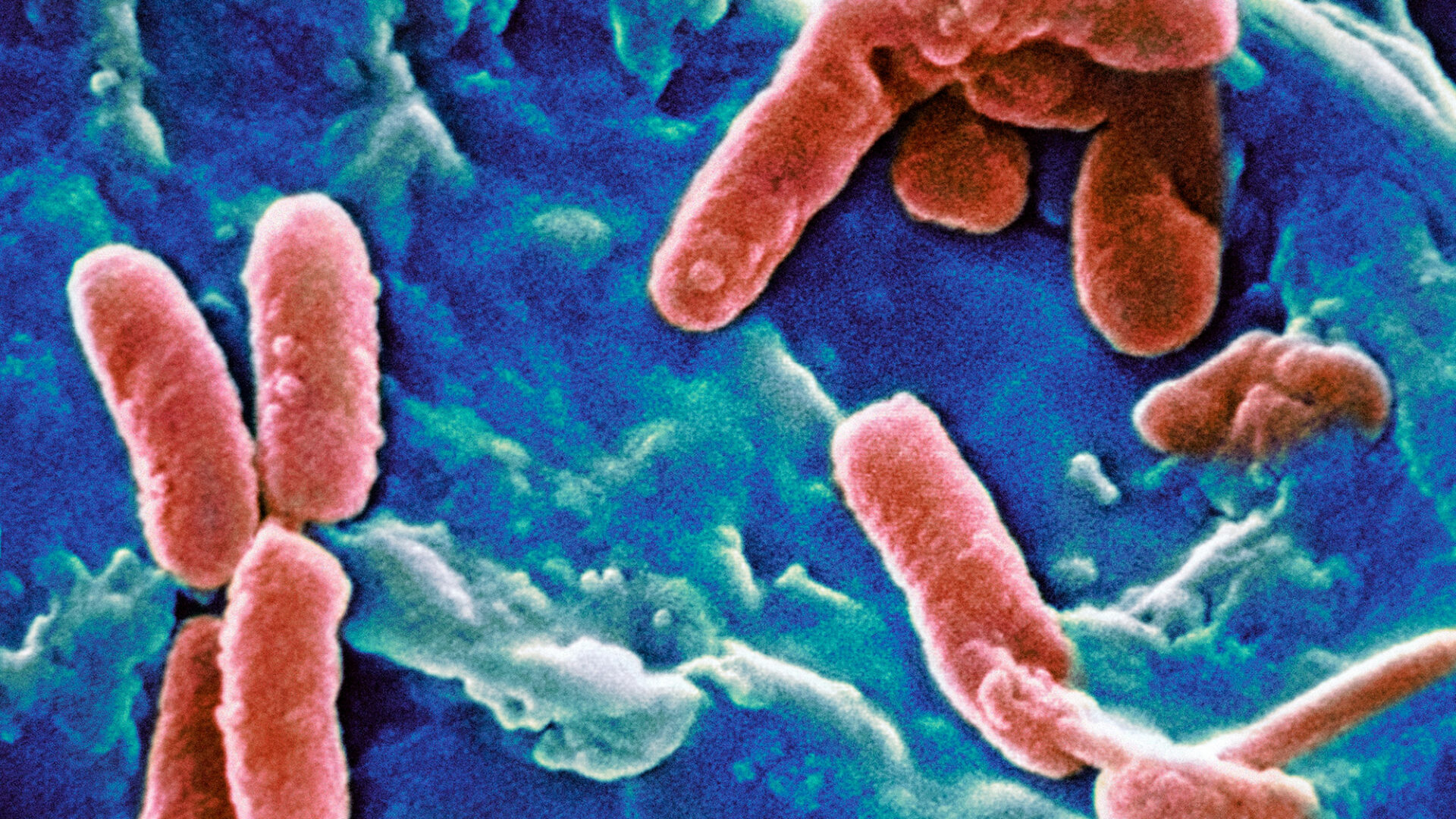 A microscope image showing colorful cylindrical cells against a blue background