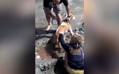 GOING VIRAL AGAIN: Disturbing 2013 Video Shows Now-Sen. Mark Kelly Yanking Family Dog Off Dying Sea Lion Pup on Laguna Beach — Pup Died, No Charges Filed