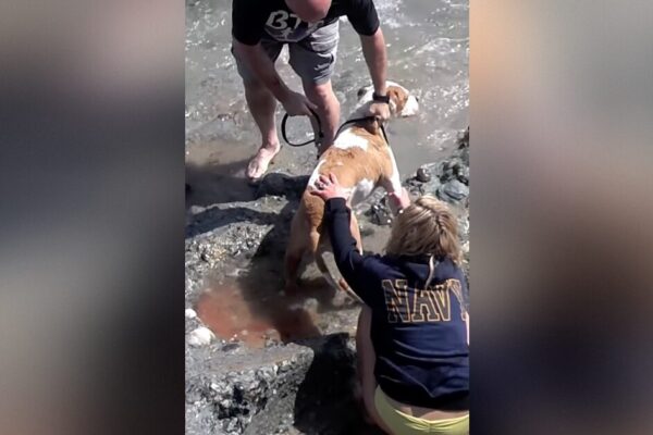 GOING VIRAL AGAIN: Disturbing 2013 Video Shows Now-Sen. Mark Kelly Yanking Family Dog Off Dying Sea Lion Pup on Laguna Beach — Pup Died, No Charges Filed