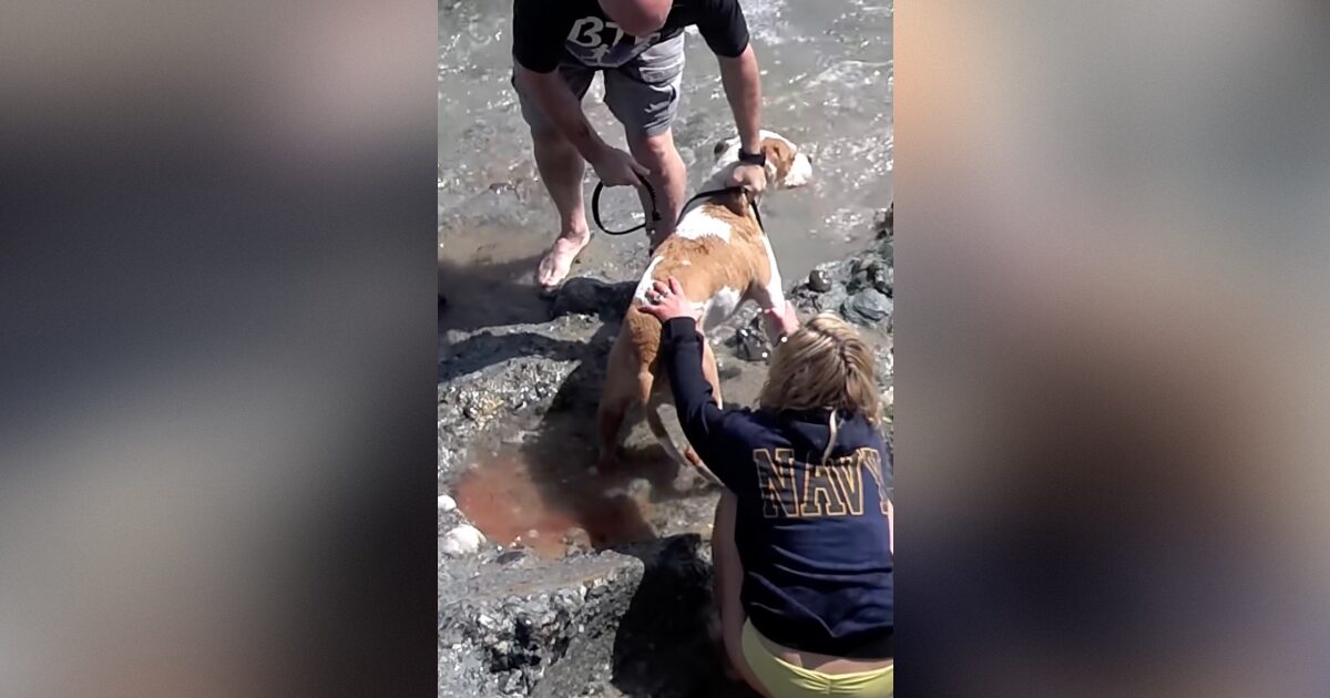 GOING VIRAL AGAIN: Disturbing 2013 Video Shows Now-Sen. Mark Kelly Yanking Family Dog Off Dying Sea Lion Pup on Laguna Beach — Pup Died, No Charges Filed