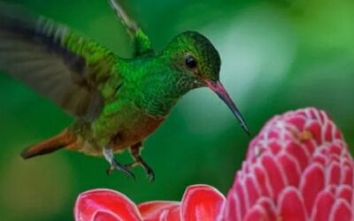 Mindful Lessons From Hummingbirds