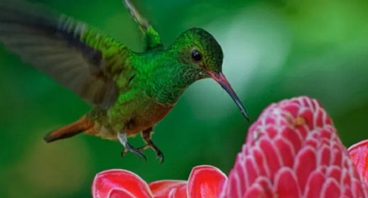Mindful Lessons From Hummingbirds