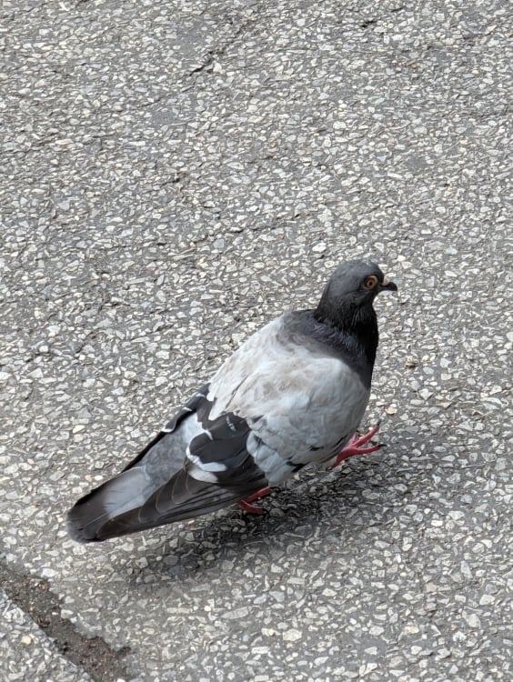 A pigeon trying to get away from me taken using Magic Capture