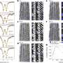 Iron could make high-energy sodium-ion batteries last longer
