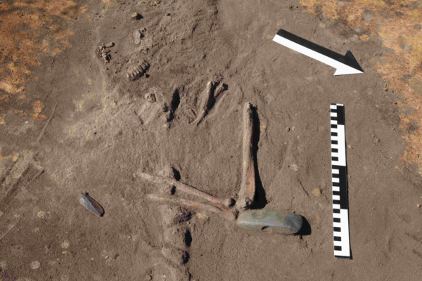 Excavation in Poland reveals Stone Age man buried with decapitated heads and a tooth necklace