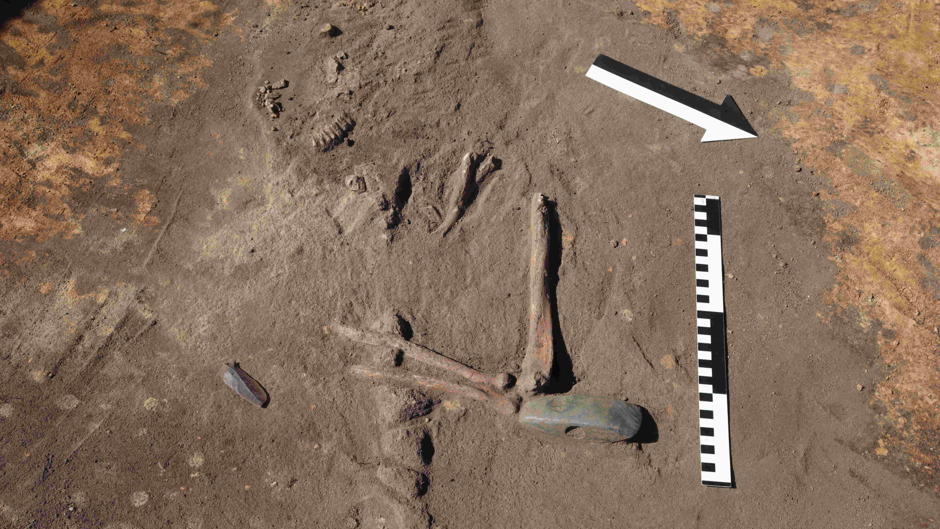 Excavation in Poland reveals Stone Age man buried with decapitated heads and a tooth necklace