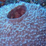 Hidden in a Museum Collection for More Than a Century, Researchers Have Just Made a Bizarre New Discovery sponge