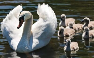 Three Archetypes You’re Likely to Meet as a Mother