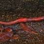 Worms navigate narrow paths faster than wide ones. These findings could inform robot design